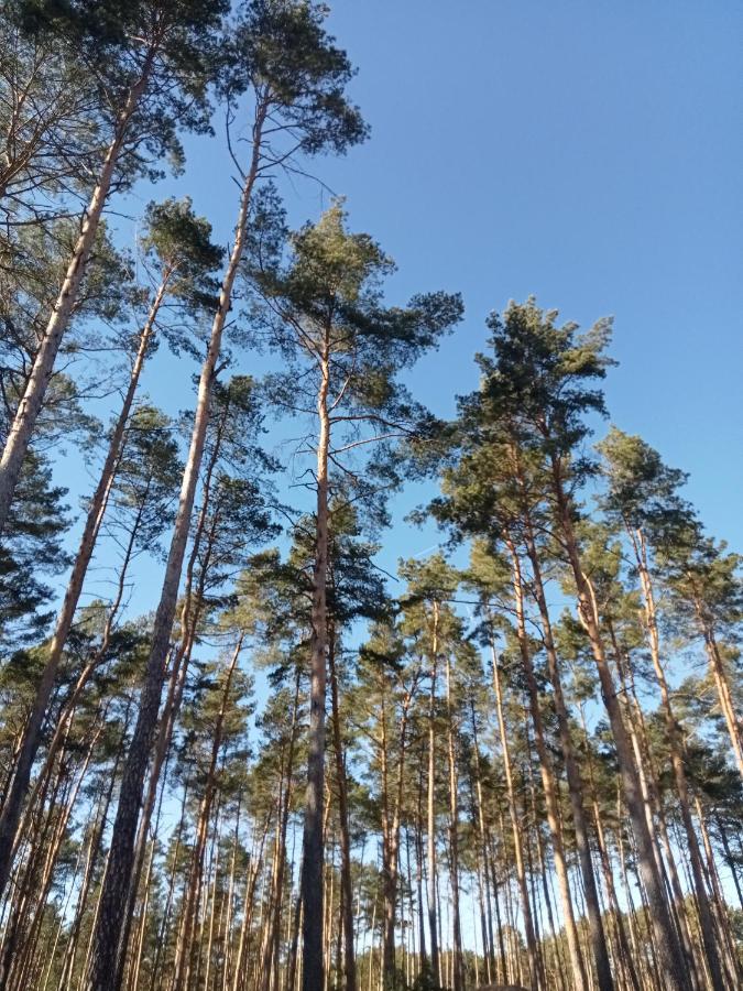 Ferienzimmer Waldzauber Borkwalde Zewnętrze zdjęcie